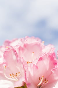 macro photography of pink petaled flower thumbnail