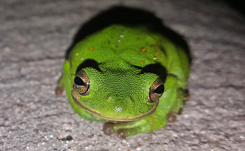 Frog, Tree Frog thumbnail