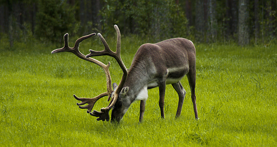 green deer feeding on grasses closeup photo thumbnail