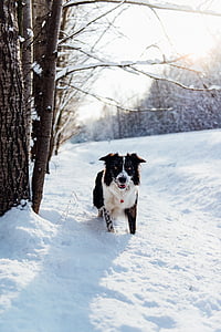 border collie on snow beside bare trees during daytime thumbnail