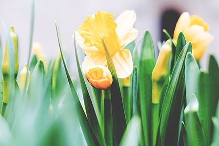 closeup photo of yellow petaled flower thumbnail