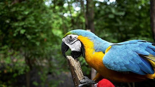 blue and orange parrot biting wood thumbnail