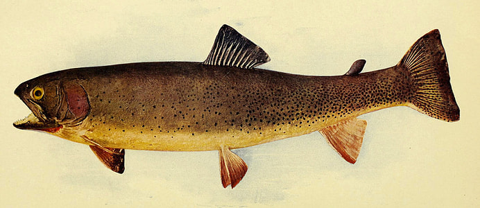 Yellowstone cutthroat - Oncorhynchus clarkii thumbnail