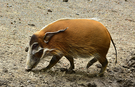 brown wild boar thumbnail