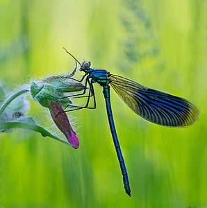macro photo of blue damsel fly thumbnail
