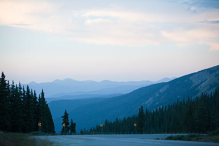 Gray Concrete Road Surrounded by Pine Trees Under Gray Sky thumbnail