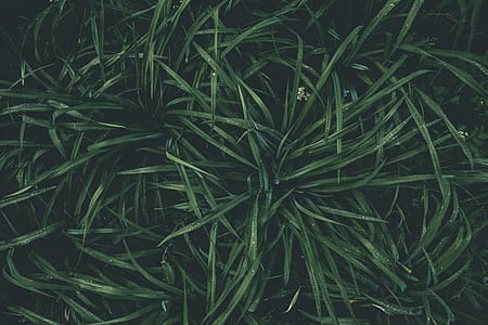 Top View Photography of Green Plant thumbnail