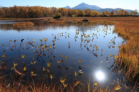 body of water with brown plants thumbnail