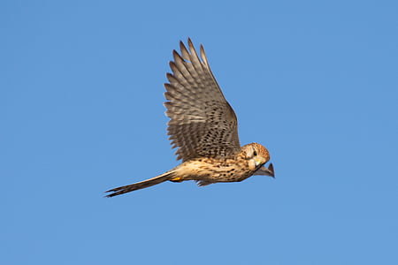 brown owl soaring under blue sky at daytime thumbnail