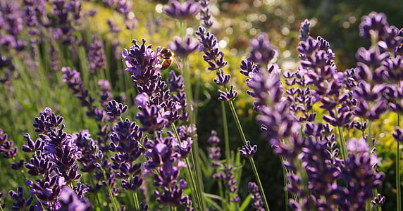 selective focus photography of purple lavenders thumbnail