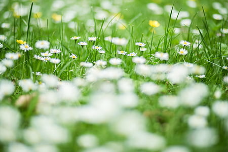 Green and White Flower thumbnail
