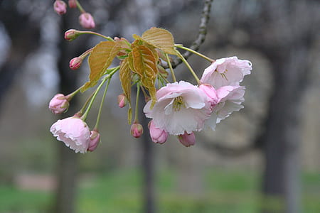 selective focus photography of pink cherry blossoms thumbnail