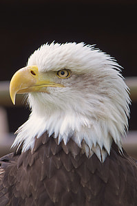 closeup photo of American Bald Eagle thumbnail