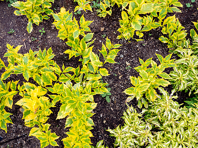 green leafed plant thumbnail