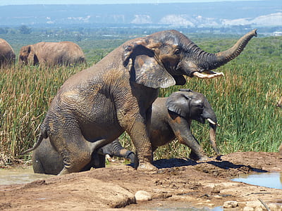 elephants on ground thumbnail