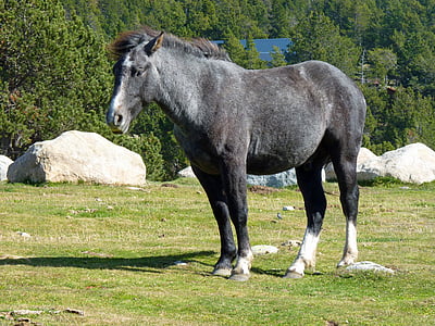 gray horse standing on green grass during daytime thumbnail