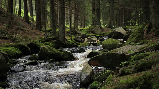 landscape photography of lake and forest trees thumbnail