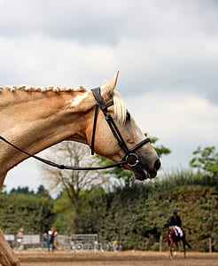 selective focus photo of a horse head thumbnail