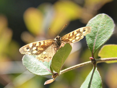 Butterfly, Lasiommata Megera thumbnail