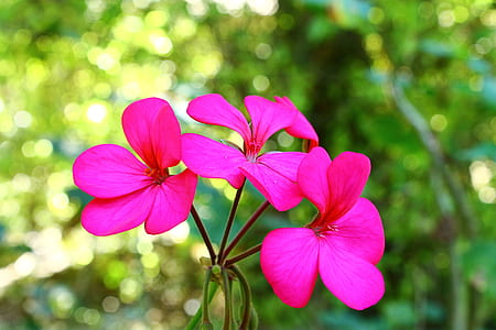 selective focus photo of pink petaled flowers thumbnail