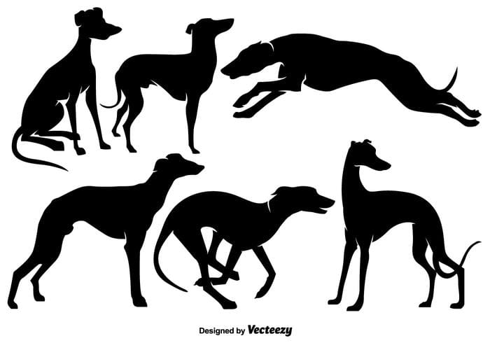 Vector Whippet Dogs Silhouettes Svg Ai File Free Graphics Uihere