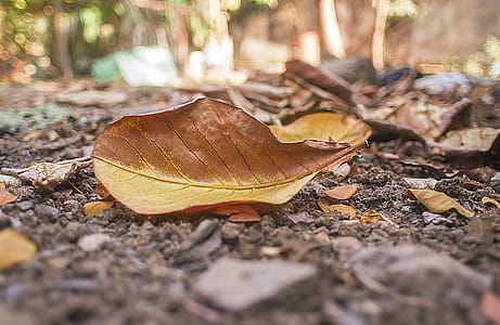 Shallow Photography Of Dry Leaves thumbnail