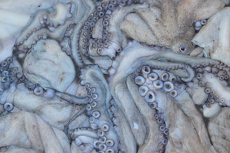 brown octopus thumbnail