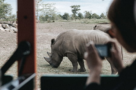 person holding smartphone taking picture of rhinoceros thumbnail