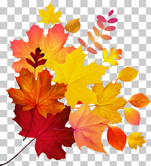Autumn leaf color Maple leaf , Maple Leaf, maple leaves PNG clipart