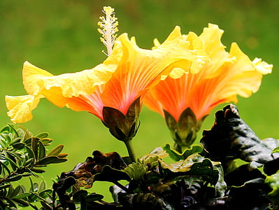 shallow focus photography of yellow petal flowers thumbnail