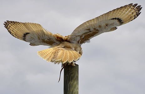 brown bird during daytime thumbnail