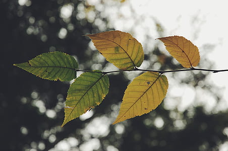 close up photography of ovate leaves thumbnail