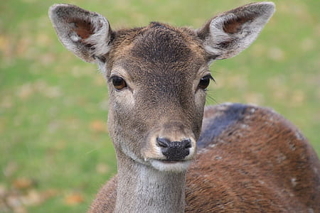 brown deer thumbnail