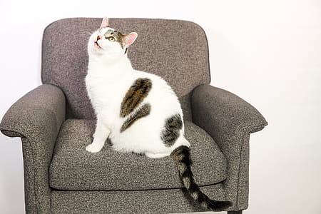 One Eyed Cat Photo thumbnail