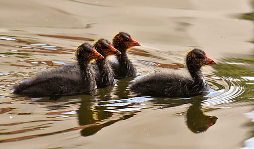 four black ducks floats on calm water thumbnail