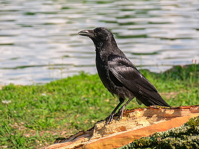 black crow on brown wooden tree log thumbnail