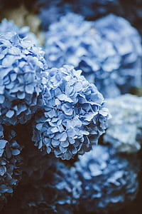 blue flowers in macro photography thumbnail