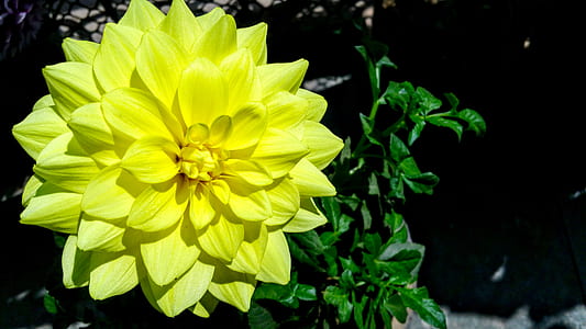 nature, petals, plant, blur thumbnail