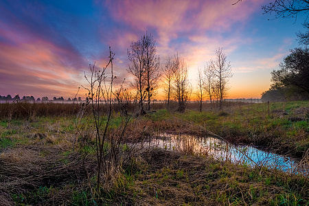 bare trees beside body of water thumbnail