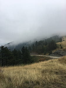 landscape photography of a foggy mountain full of trees thumbnail