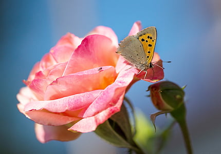 selective focus photography of brown butterfly on pink rose flower thumbnail