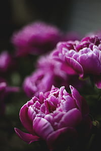 pink peonies selective-focus photography thumbnail