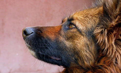 adult black and tan German shepherd thumbnail