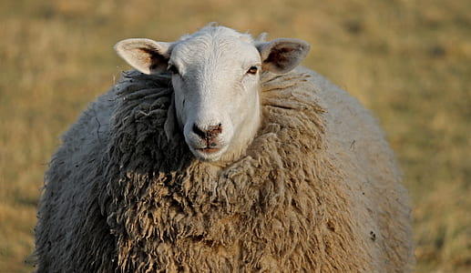person taking photo of hairy sheep thumbnail