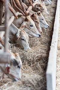 selective focus photography of brown cows eating hays thumbnail