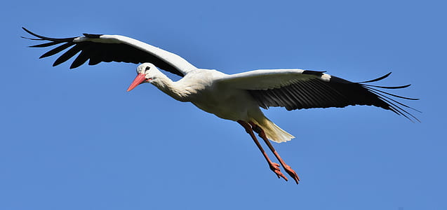 photo of white and black bird thumbnail