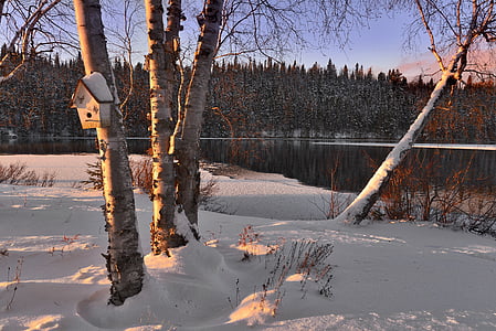 trees surrounded by snow thumbnail