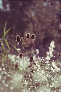 brown plant in focus photography at daytime thumbnail