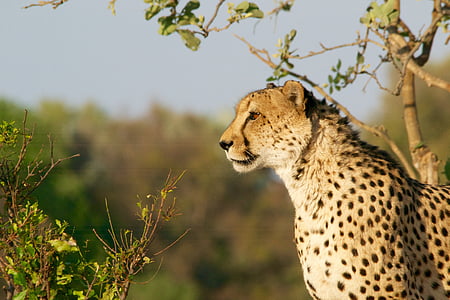 leopard in close-up photography thumbnail