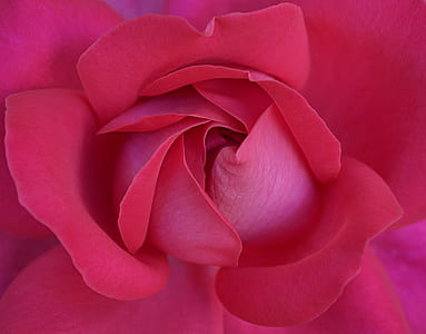 petals, macro, rose, bloom thumbnail